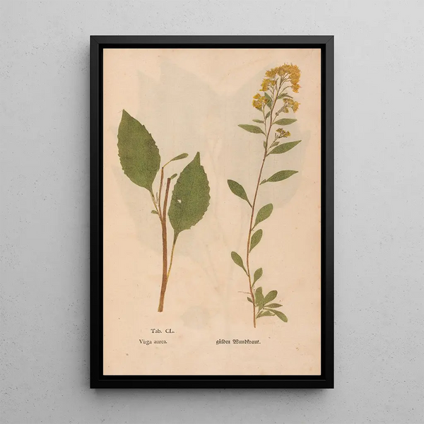Reproduktion af maleriet Ectypa vegetabilium Pl150 - Christian Gottlieb Ludwig