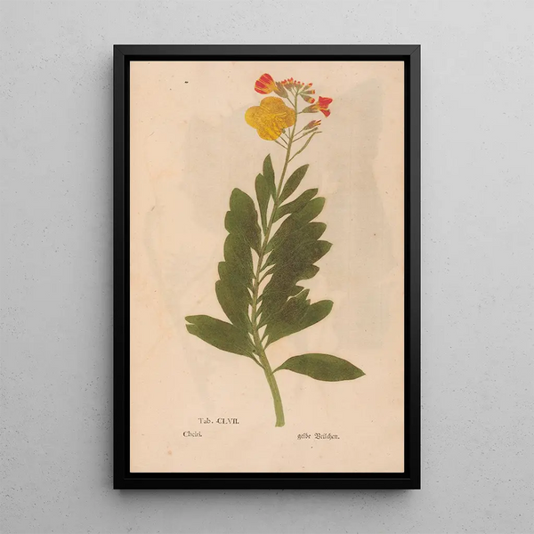 Reproduktion af maleriet Ectypa vegetabilium Pl157 - Christian Gottlieb Ludwig