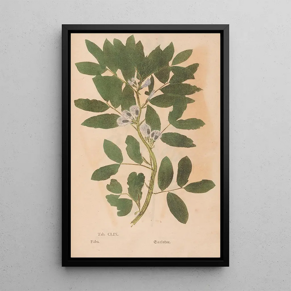 Reproduktion af maleriet Ectypa vegetabilium Pl159 - Christian Gottlieb Ludwig