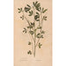 Reproduktion af maleriet Ectypa vegetabilium Pl160 - Christian Gottlieb Ludwig
