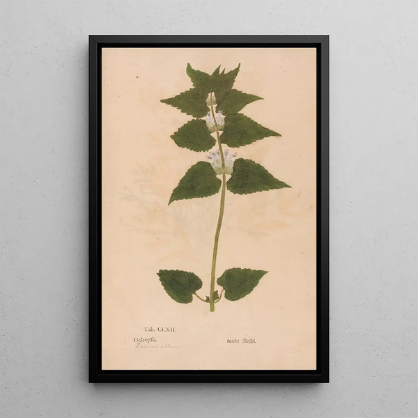 Reproduktion af maleriet Ectypa vegetabilium Pl162 - Christian Gottlieb Ludwig