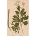 Ectypa vegetabilium Pl164 - Christian Gottlieb Ludwig — visning af kunstværket