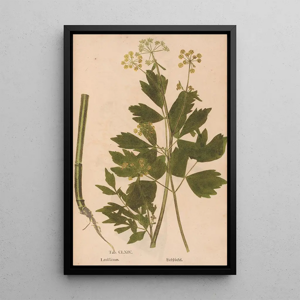Ectypa vegetabilium Pl164 - Christian Gottlieb Ludwig — indrammet kunstværk på væggen