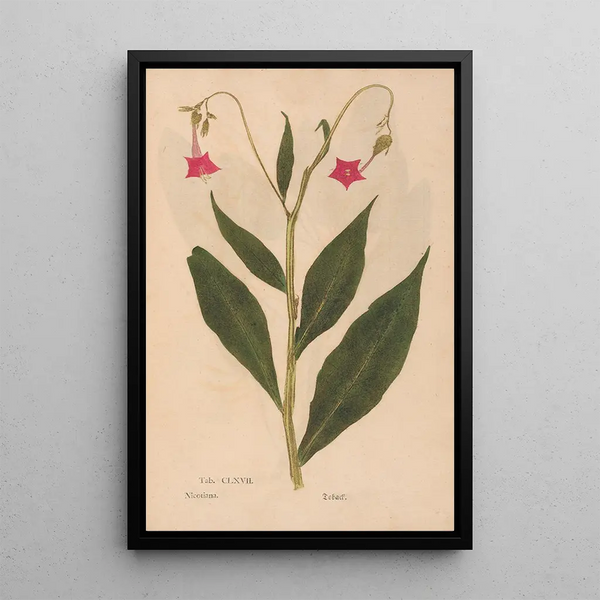 Reproduktion af maleriet Ectypa vegetabilium Pl167 - Christian Gottlieb Ludwig
