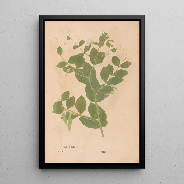 Reproduktion af maleriet Ectypa vegetabilium Pl169 - Christian Gottlieb Ludwig