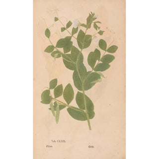 Christian Gottlieb Ludwig - Ectypa vegetabilium Pl169.webp