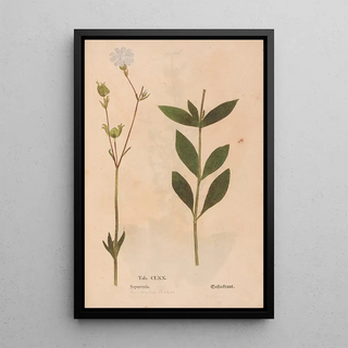 Christian Gottlieb Ludwig - Ectypa vegetabilium Pl170.webp