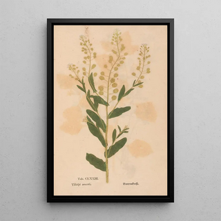 Christian Gottlieb Ludwig - Ectypa vegetabilium Pl173.webp