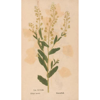 Christian Gottlieb Ludwig - Ectypa vegetabilium Pl173.webp