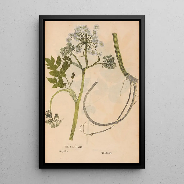 Reproduktion af maleriet Ectypa vegetabilium Pl178 - Christian Gottlieb Ludwig
