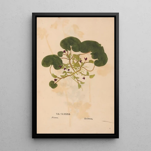 Reproduktion af maleriet Ectypa vegetabilium Pl182 - Christian Gottlieb Ludwig