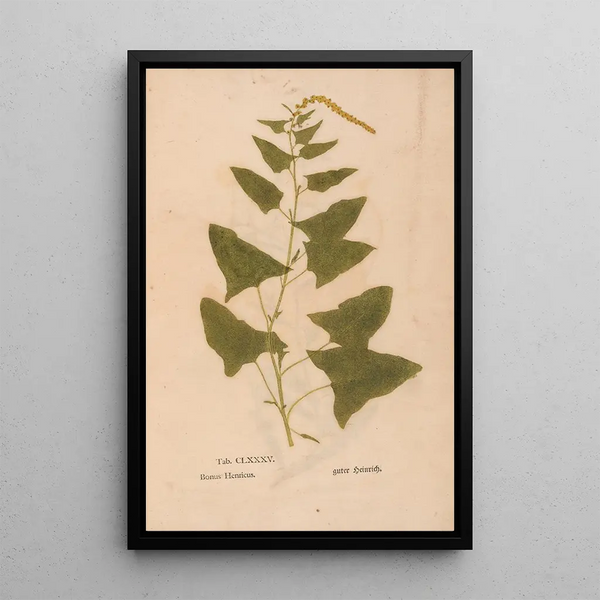 Reproduktion af maleriet Ectypa vegetabilium Pl185 - Christian Gottlieb Ludwig