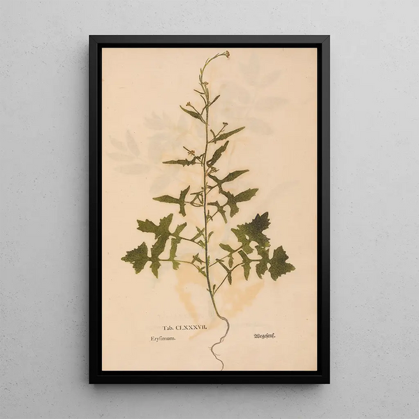 Reproduktion af maleriet Ectypa vegetabilium Pl187 - Christian Gottlieb Ludwig