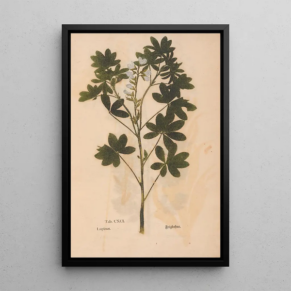 Reproduktion af maleriet Ectypa vegetabilium Pl191 - Christian Gottlieb Ludwig
