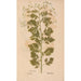 Ectypa vegetabilium Pl192 - Christian Gottlieb Ludwig — visning af kunstværket