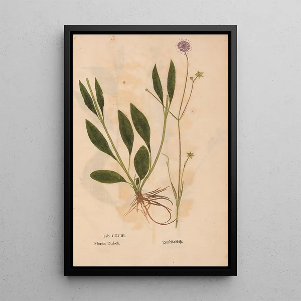 Reproduktion af maleriet Ectypa vegetabilium Pl193 - Christian Gottlieb Ludwig