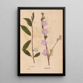 Christian Gottlieb Ludwig - Ectypa vegetabilium Pl194.webp