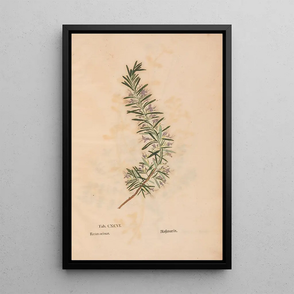 Reproduktion af maleriet Ectypa vegetabilium Pl196 - Christian Gottlieb Ludwig