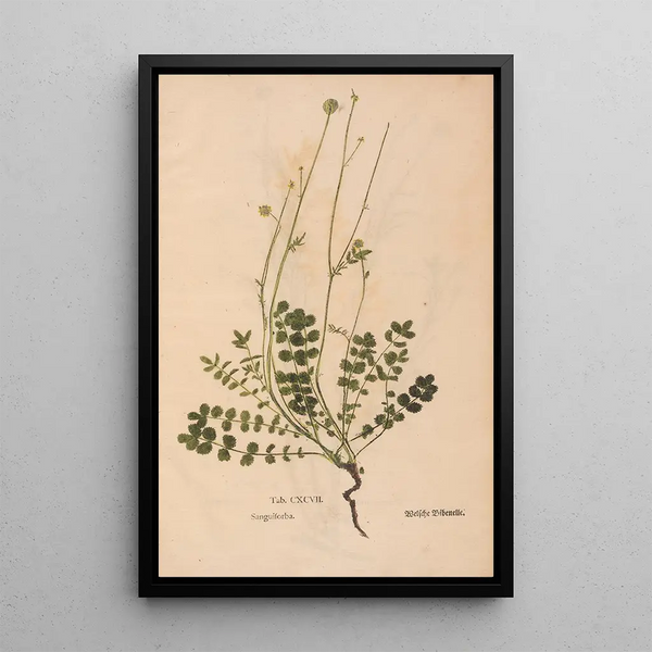 Ectypa vegetabilium Pl197 - Christian Gottlieb Ludwig — indrammet kunstværk på væggen