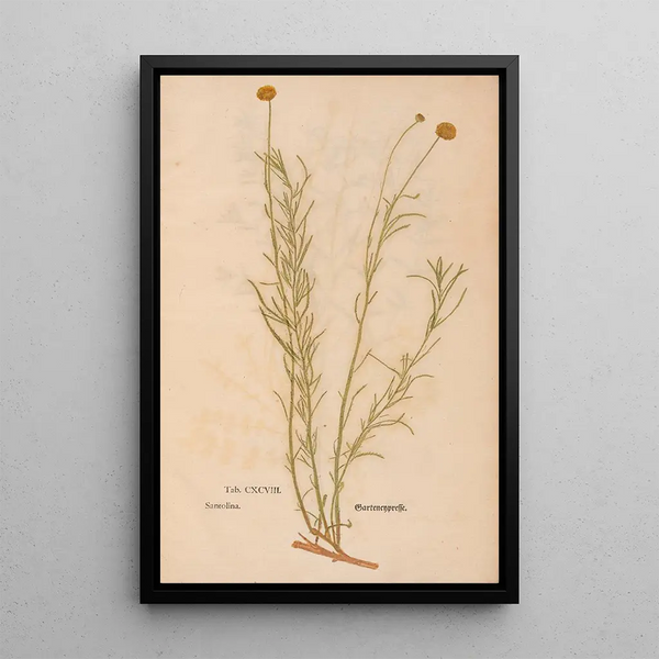 Reproduktion af maleriet Ectypa vegetabilium Pl198 - Christian Gottlieb Ludwig