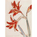 Amaryllis rød - Christian Rohlfs — visning af kunstværket