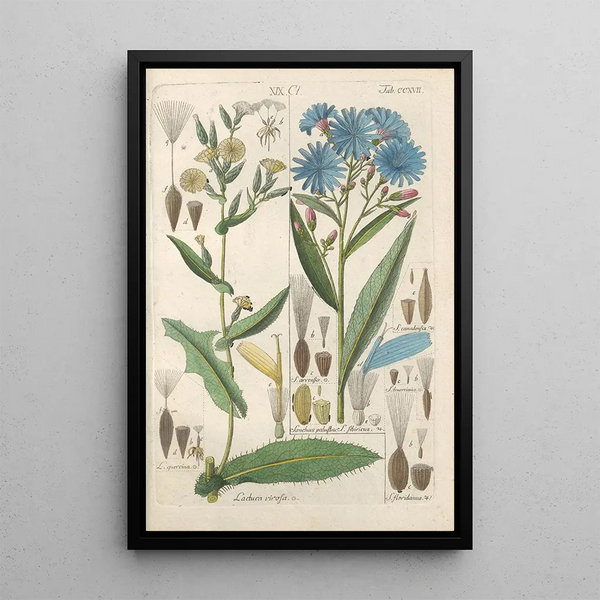Reproduktion af maleriet Manuel botanisk maleri Pl05 - Christian Schkuhr