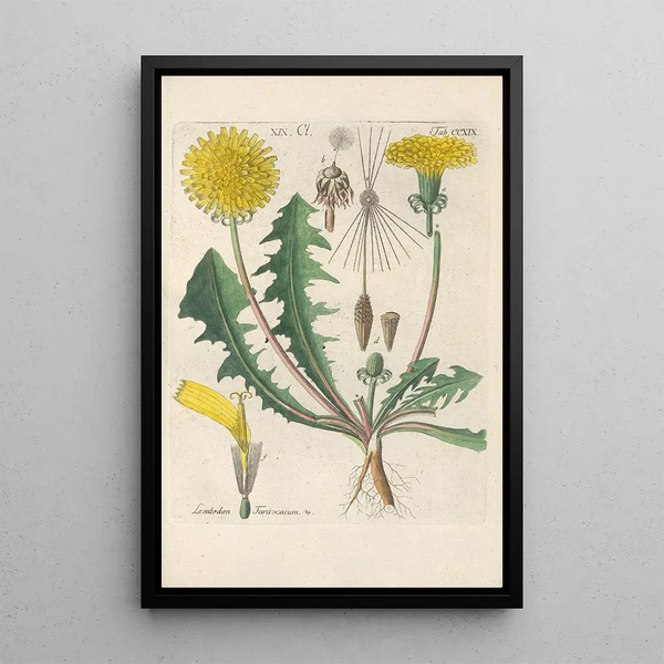 Reproduktion af maleriet Manuel botanisk maleri Pl07 - Christian Schkuhr