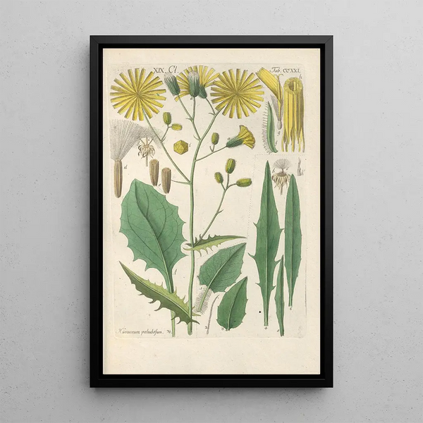 Reproduktion af maleriet Manuel botanisk maleri Pl09 - Christian Schkuhr