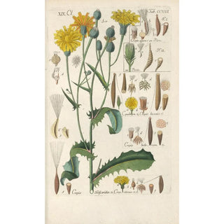 Christian Schkuhr - Botanisches Handbuch Pl10.webp