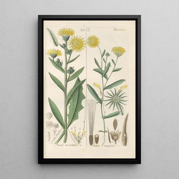 Reproduktion af maleriet Manuel botanisk maleri Pl11 - Christian Schkuhr