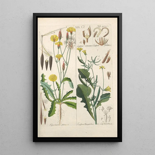 Christian Schkuhr - Botanisches Handbuch Pl13.webp