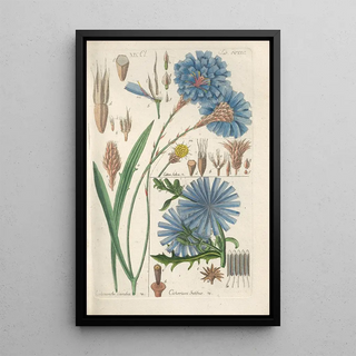 Christian Schkuhr - Botanisches Handbuch Pl14.webp