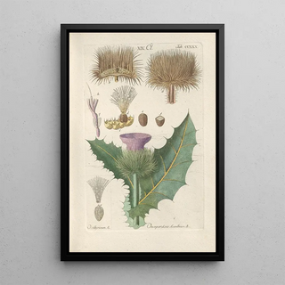 Christian Schkuhr - Botanisches Handbuch Pl18.webp
