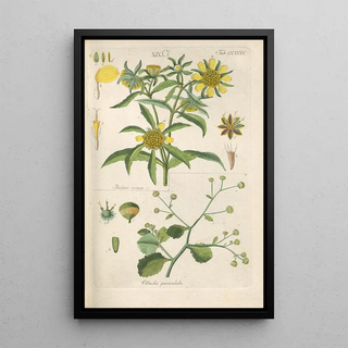 Christian Schkuhr - Botanisches Handbuch Pl23.webp