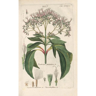 Christian Schkuhr - Botanisches Handbuch Pl25.webp