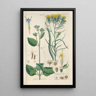 Christian Schkuhr - Botanisches Handbuch Pl26.webp