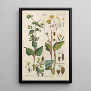 Christian Schkuhr - Botanisches Handbuch Pl48.webp
