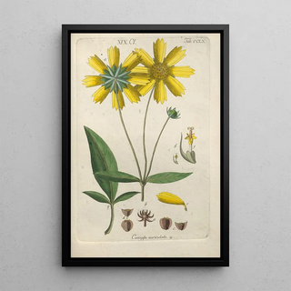 Christian Schkuhr - Botanisches Handbuch Pl52.webp