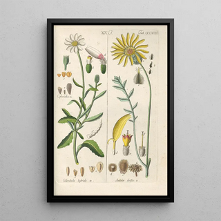 Christian Schkuhr - Botanisches Handbuch Pl58.webp