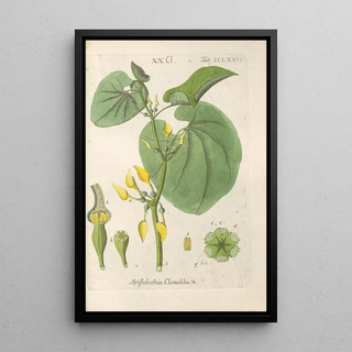 Christian Schkuhr - Botanisches Handbuch Pl71.webp