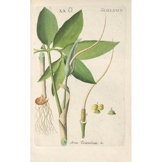 Christian Schkuhr - Botanisches Handbuch Pl72.webp