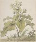 Studie af en plante - Christian Wilhelm Ernst Dietrich — visning af kunstværket
