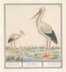 Cigogne Ciconia ciconia - Anselmus Botius de Boodt — visning af kunstværket