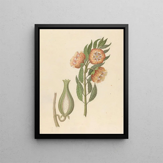 Clemenz Heinrich Wehdemann - Asclepias grandiflora Pachycarpus grandiflorus.webp