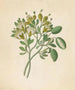 Capparis Nov Sp Maerua caffra - Clemenz Heinrich Wehdemann — visning af kunstværket
