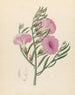 Convolvulus Ipomoea oenotheroides - Clemenz Heinrich Wehdemann — visning af kunstværket