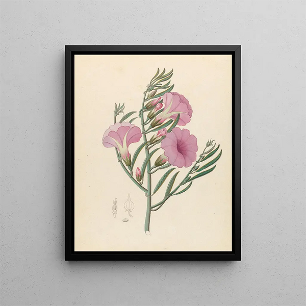 Convolvulus Ipomoea oenotheroides - Clemenz Heinrich Wehdemann — indrammet kunstværk på væggen