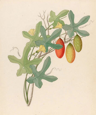 Clemenz Heinrich Wehdemann - Cucumis Melothria pendula Coccinea quinqueloba.webp