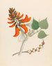 Erythrina caffra - Clemenz Heinrich Wehdemann — visning af kunstværket