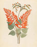 Erythrina Nov Espèce Erythrina humeana - Clemenz Heinrich Wehdemann — visning af kunstværket
